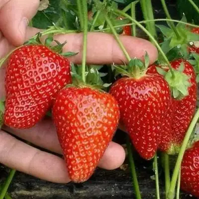 Клубника АЛЬБА в Витебске