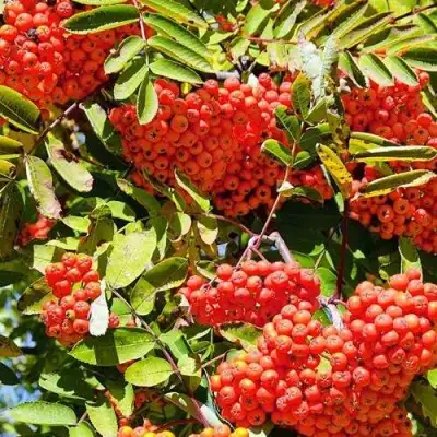 Рябина СОРБИНКА сладкоплодная в Витебске