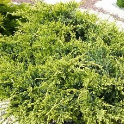 Можжевельник ГОЛД СТАР средний в Витебске