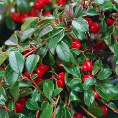 Кизильник Даммера в Витебске