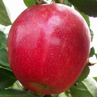 Яблоня ГАЛА МАСТ в Витебске