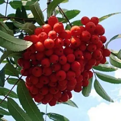 Рябина САХАРНАЯ ПЕТРОВА сладкоплодная в Витебске