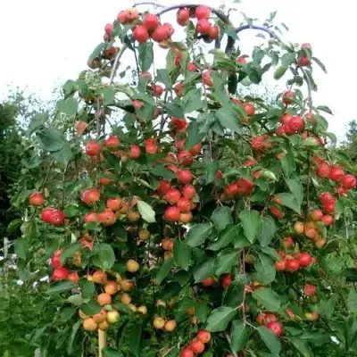 Яблоня ХЮВИНГИЕНЗИС декоративная в Витебске