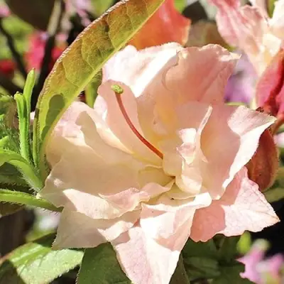 Азалия КЭННОНС ДАБЛ листопадная в Витебске