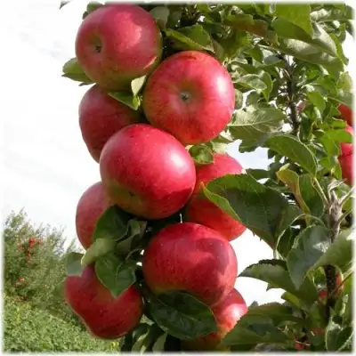 Яблоня ОСТАНКИНО колонновидная в Витебске