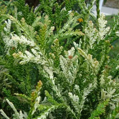 Туевик ВАРИЕГАТА долотовидный в Витебске