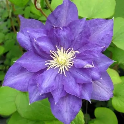 Клематис БЬЮТИ ОФ ВОЧЕСТЕР в Витебске