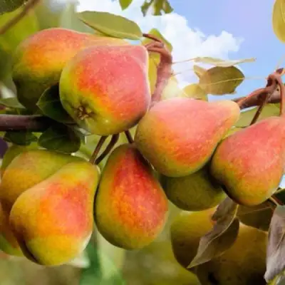 саженцы груши Забава