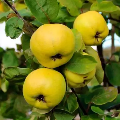 Айва ЯБЛОКОВИДНАЯ в Витебске