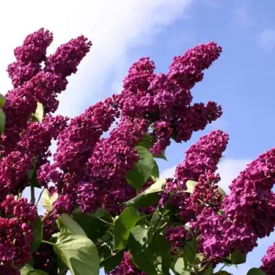 Сирень ЗНАМЯ ЛЕНИНА в Витебске