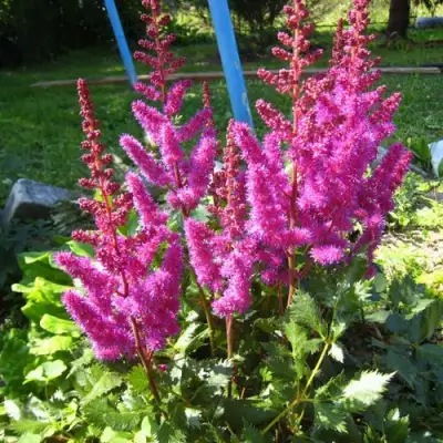 Астильба ЭЛИЗАБЕТ ВАН ВИН японская в Витебске