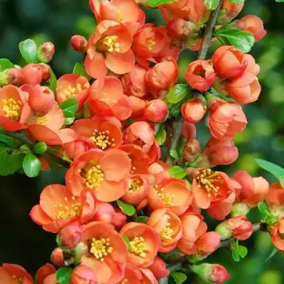 Айва ОРАНЖ ТРЕЙЛ в Витебске