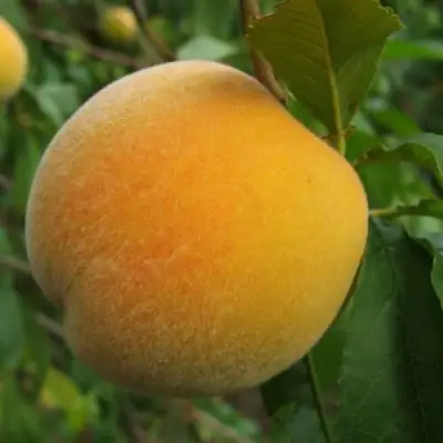 Персик ДОНЕЦКИЙ ЖЕЛТЫЙ в Витебске