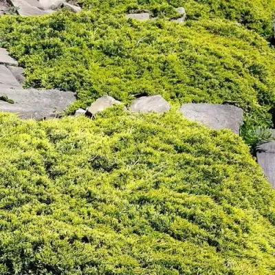 Можжевельник ГОЛДЕН КАРПЕТ горизонтальный  в Витебске