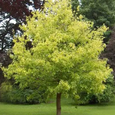 Клен ясенелистный в Витебске