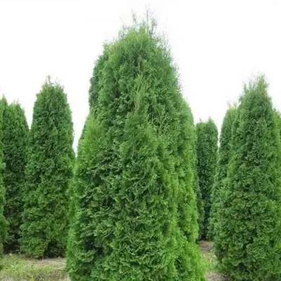 Туя КОЛУМНА западная в Витебске