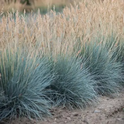 Овсяница АЙСФОГЕЛЬ сизая в Витебске