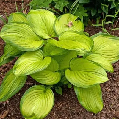 Хоста СТЕЙНД ГЛАСС гибридная в Витебске