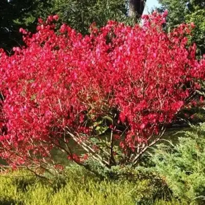 Бересклет ЕВРОПЕЙСКИЙ в Витебске