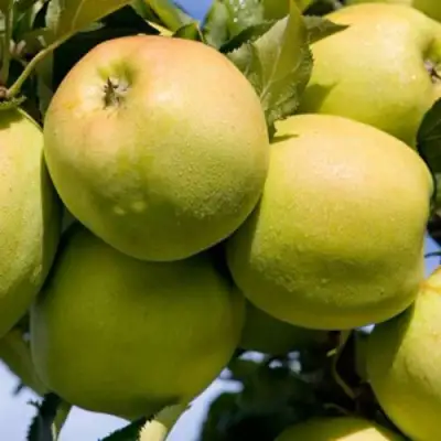 Яблоня МУТСУ в Витебске