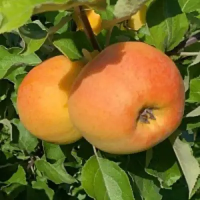 Яблоня АНТОНОВКА ЗОЛОТАЯ в Витебске