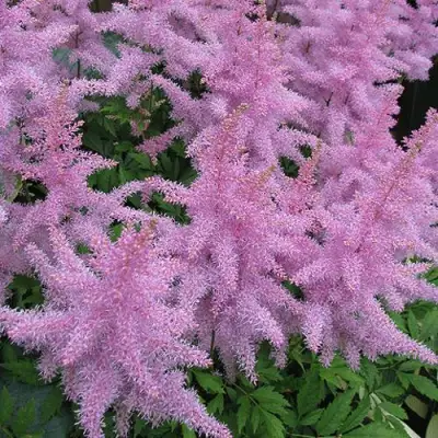 Астильба ГИАЦИНТ Арендса в Витебске