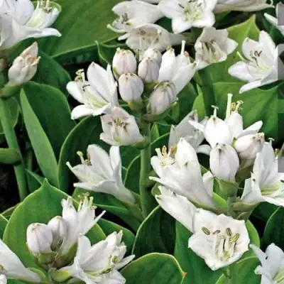 Хоста МОНСТЕР ИРЗ гибридная в Витебске