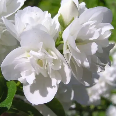 Жасмин ЖИРАНДОЛЬ в Витебске