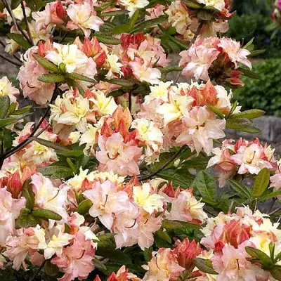 Азалия КЭННОНС ДАБЛ листопадная в Витебске