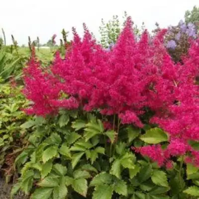 Астильба САННИ ДЕЙ гибридная в Витебске
