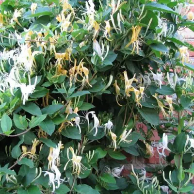 Жимолость ХАЛЛИАНА японская (Хелиана) в Витебске