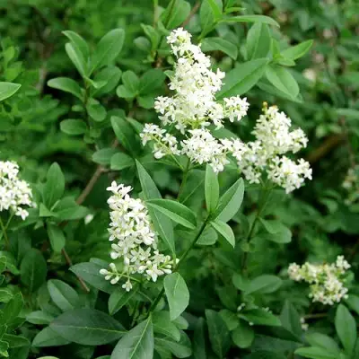 Бирючина обыкновенная АТРОВИРЕНС в Витебске