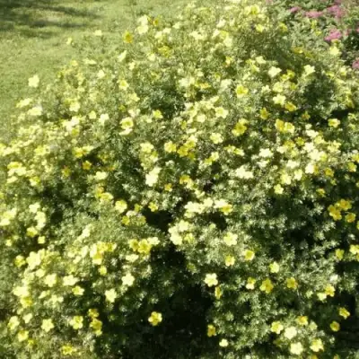 Лапчатка КЛОНДАЙК кустарниковая в Витебске