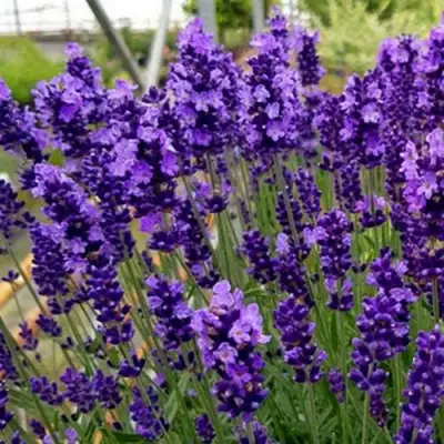 Лаванда ХИДКОТ БЛЮ узколистная в Витебске