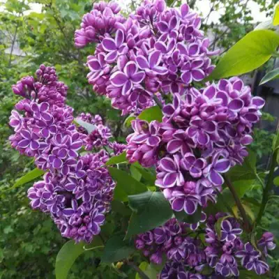 Сирень СЕНСАЦИЯ в Витебске