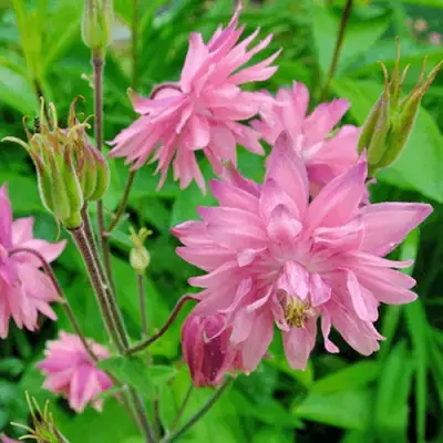 Аквилегия БАРЛОУ ПИНК гибрид МакКаны в Витебске