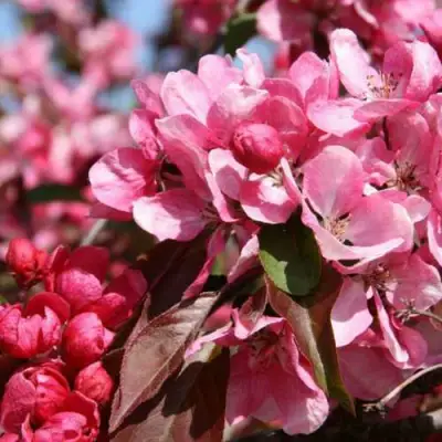 Яблоня РУДОЛЬФ декоративная  в Витебске