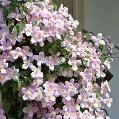 Клематис ГОРНЫЙ в Витебске