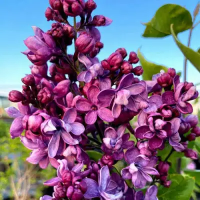 Сирень ВИОЛЕТТА в Витебске