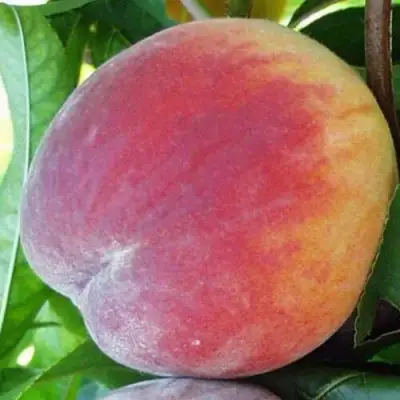 Персик ТОП СВИТ в Витебске