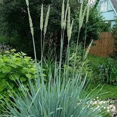 Элимус БЛЮ ДЮН песчаный в Витебске