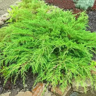 Микробиота ЯКОБСЕН перекрестнопарная в Витебске