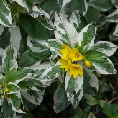 Вербейник АЛЕКСАНДР точечный в Витебске