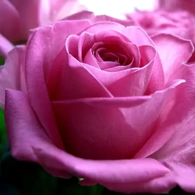 Роза ЭЙФЕЛЕВА БАШНЯ чайно-гибридная в Витебске