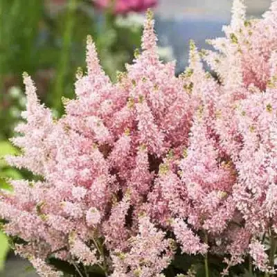 Астильба ЮНИК САЛМОН гибридная в Витебске