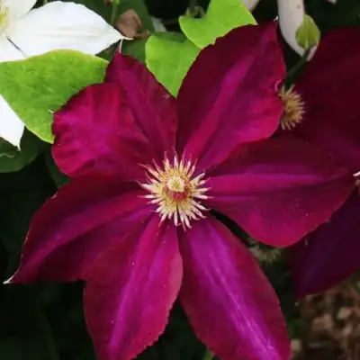 Клематис МАЗОВШЕ в Витебске