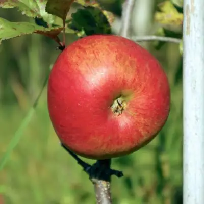 Яблоня ДЫЯМЕНТ в Витебске