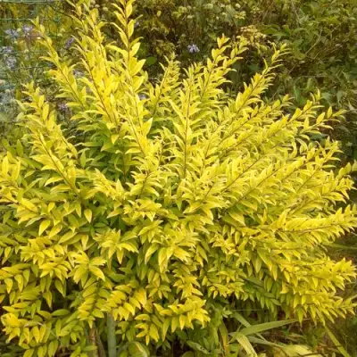 Бирючина АУРЕА обыкновенная в Витебске