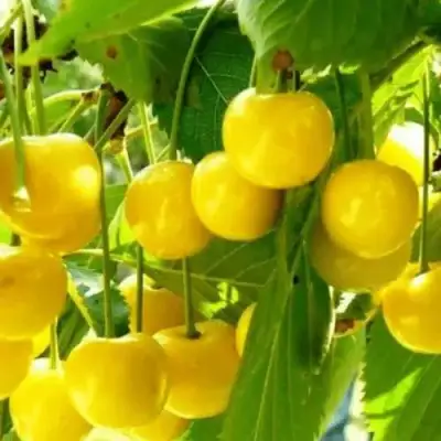 Черешня ПОДСНЕЖНИК в Витебске