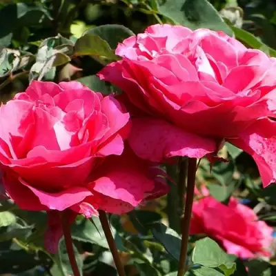 Роза ВИЕН РОУЗ чайно-гибридная в Витебске